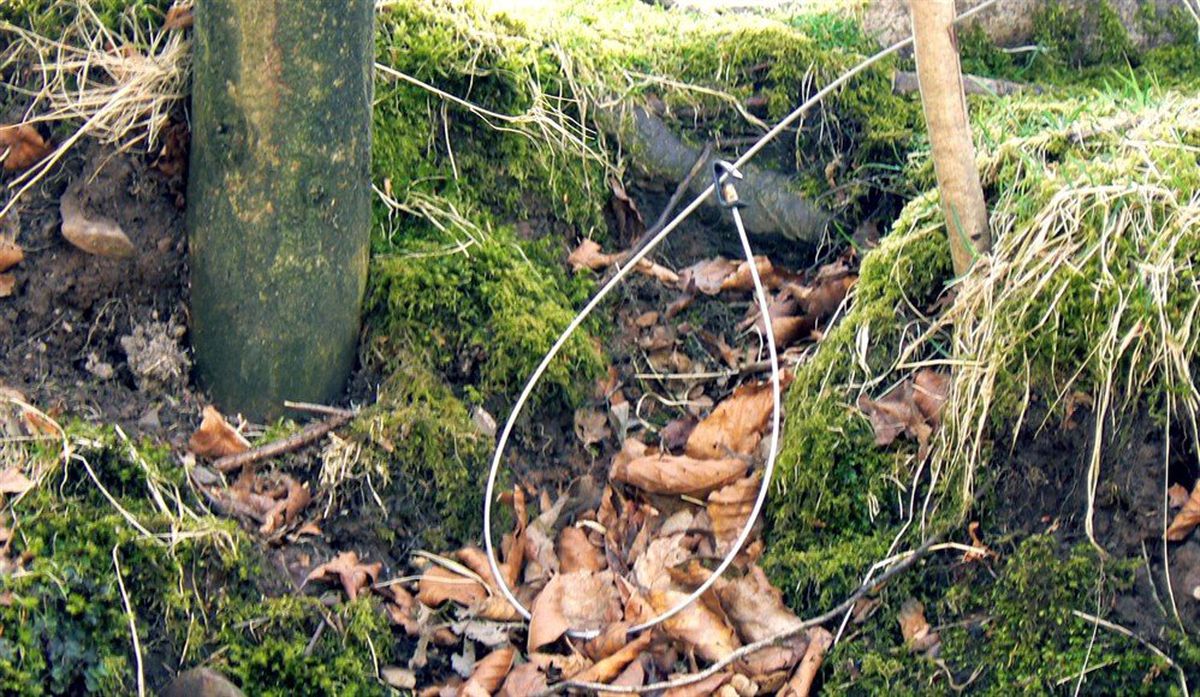 Trapping with Snares - Rabbit Watch