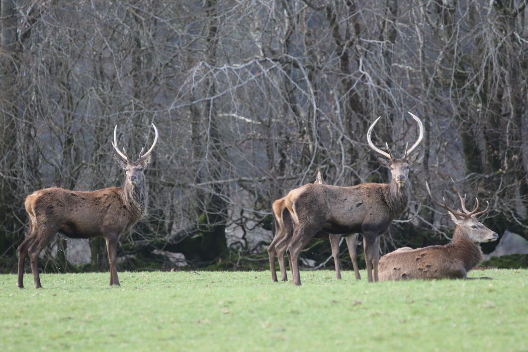 Young stags on a wildlife reserve